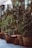 Several potted evergreen trees decorated with string lights are lined up on a sidewalk. The trees are adorned with small yellow and white lights, adding a festive touch. Large wooden planters and tree stumps are placed at the base of the trees, contributing to a rustic outdoor setting.