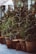 Several potted evergreen trees decorated with string lights are lined up on a sidewalk. The trees are adorned with small yellow and white lights, adding a festive touch. Large wooden planters and tree stumps are placed at the base of the trees, contributing to a rustic outdoor setting.
