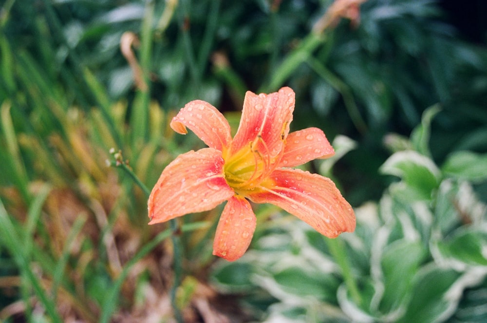 an orange flower with water droplets on it