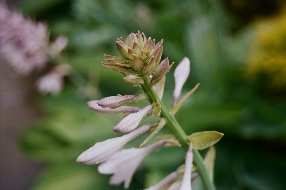 a close up of a flower with a blurry background