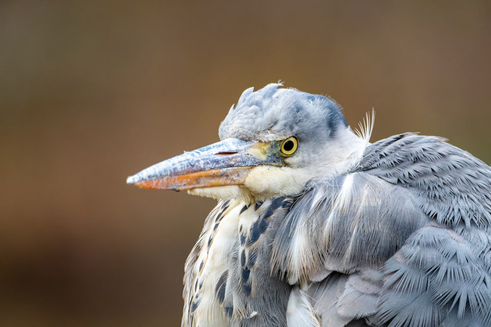 a close up of a bird with a blurry background