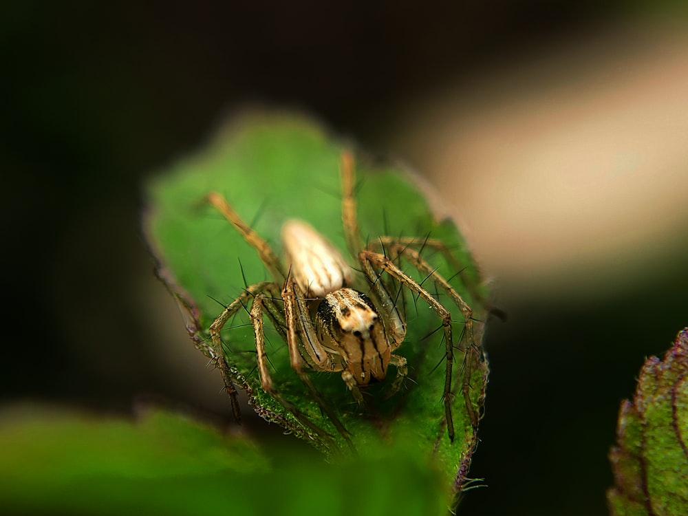 un primo piano di un ragno su una foglia