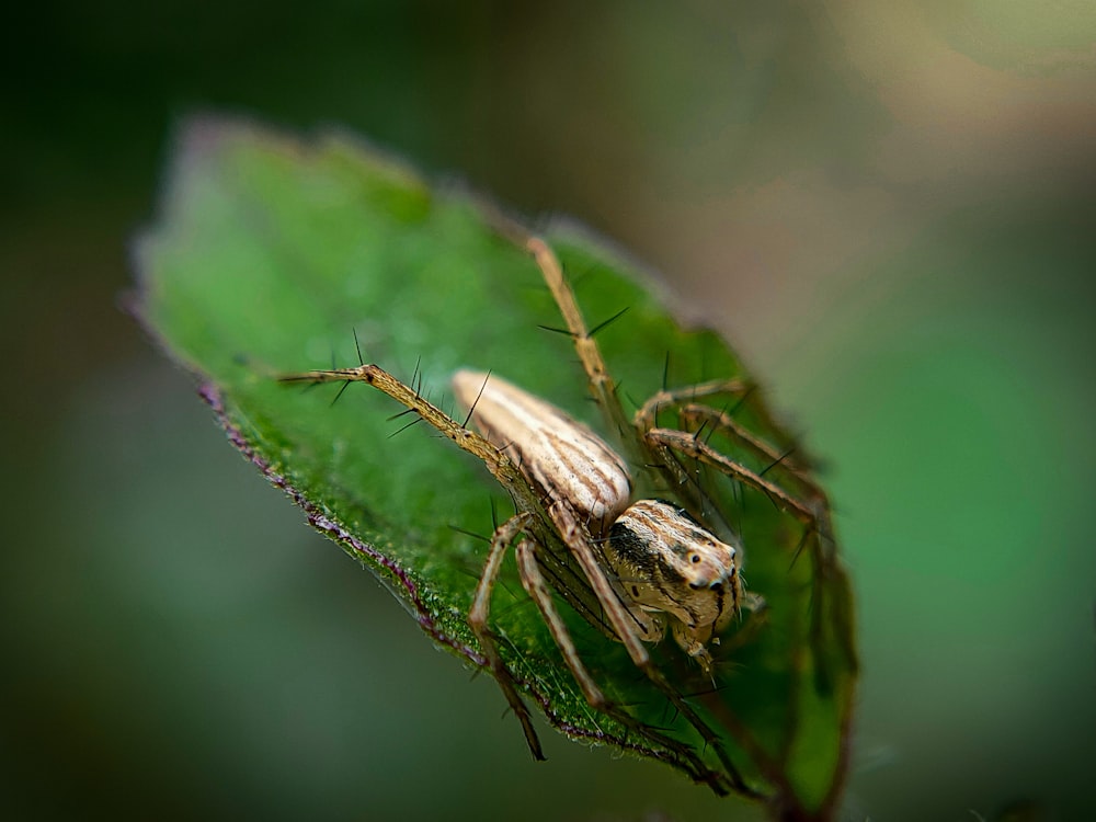 a close up of a bug on a leaf