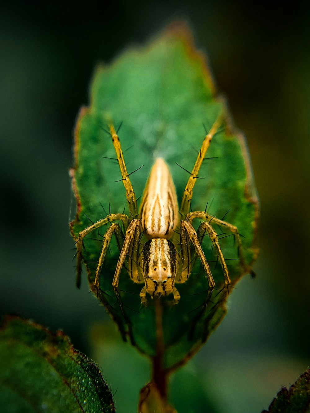 a close up of a spider on a green leaf