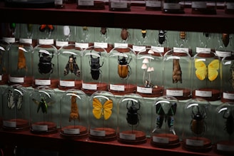 A glass display case contains an assortment of preserved insects and specimens, each housed under a clear dome with a label. The collection features a variety of vibrant insects including beetles, butterflies, and moths, as well as a grouping of small mushrooms. The background is a soft green color, which complements the diverse colors and textures of the specimens.