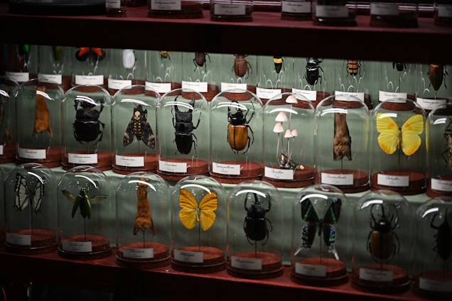 A glass display case contains an assortment of preserved insects and specimens, each housed under a clear dome with a label. The collection features a variety of vibrant insects including beetles, butterflies, and moths, as well as a grouping of small mushrooms. The background is a soft green color, which complements the diverse colors and textures of the specimens.