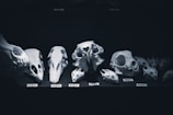A collage of various human bones with labels.