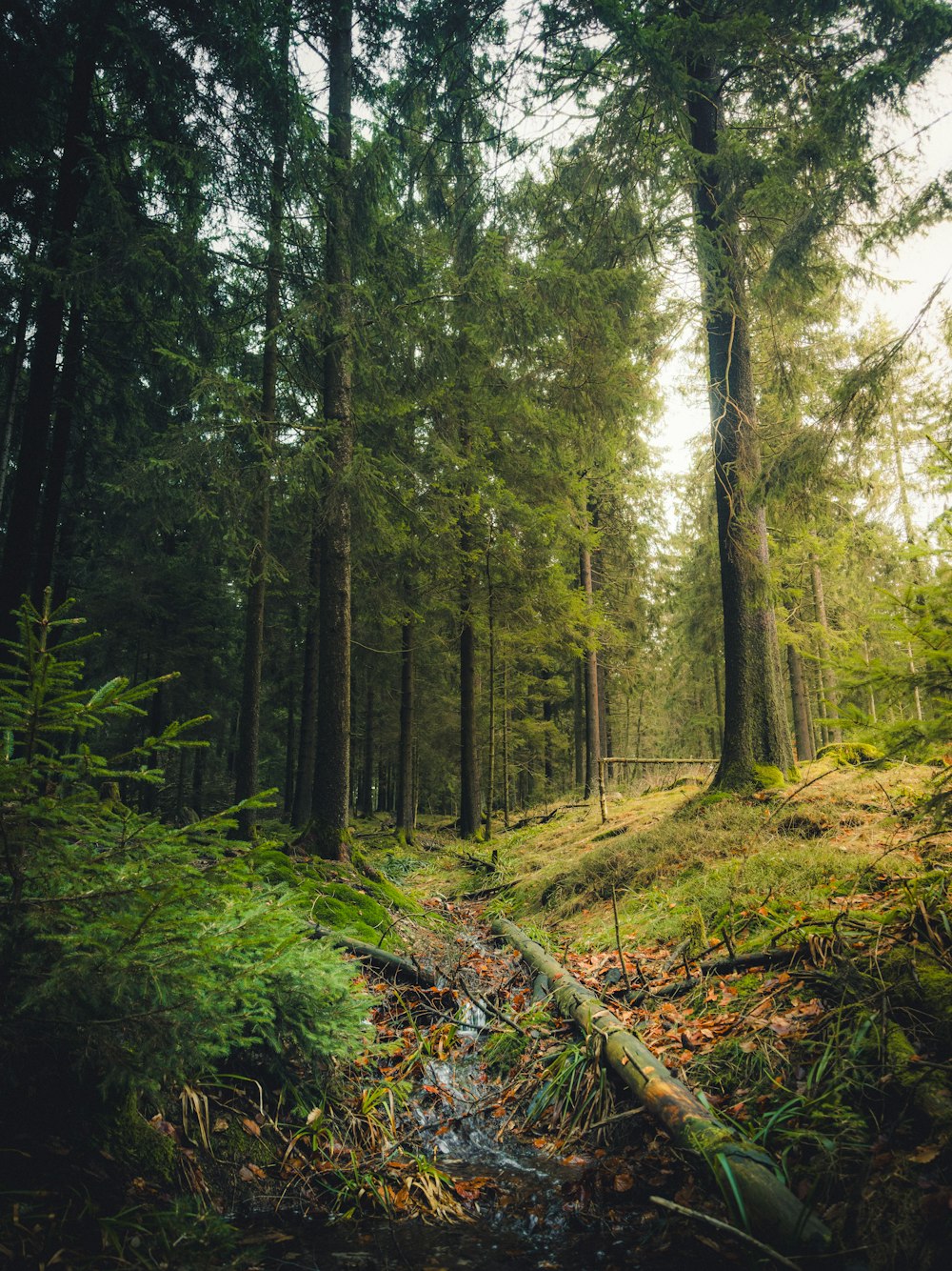 a stream running through a lush green forest