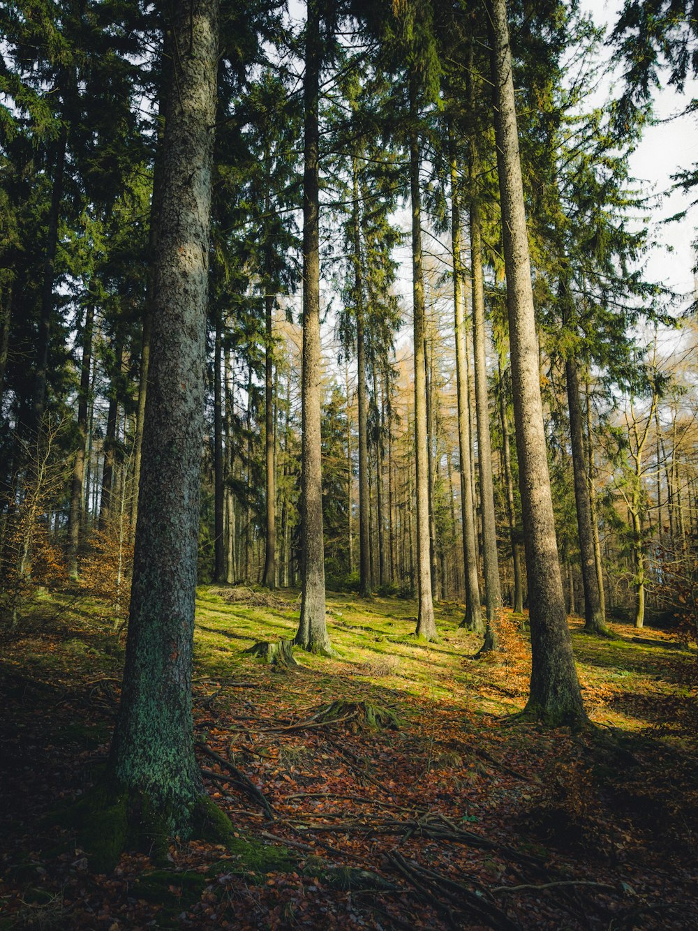 a forest filled with lots of tall trees