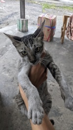 A gray tabby cat with distinctive striped fur is held up in the air by a person's hand. The cat has striking green eyes and large ears. They are outside on a concrete surface, with some packages in the background.