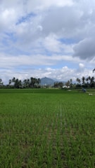 Lush green rice fields stretch across the landscape with rows of young rice plants. Towering palm trees surround the fields in the background, and a distant mountain peaks through the lightly clouded sky. A person is working in the field, accompanied by a white livestock animal.