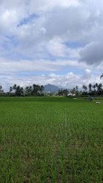 Lush green rice fields stretch across the landscape with rows of young rice plants. Towering palm trees surround the fields in the background, and a distant mountain peaks through the lightly clouded sky. A person is working in the field, accompanied by a white livestock animal.