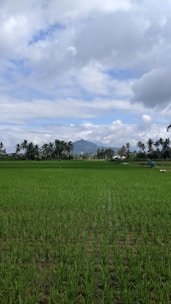 Lush green rice fields stretch across the landscape with rows of young rice plants. Towering palm trees surround the fields in the background, and a distant mountain peaks through the lightly clouded sky. A person is working in the field, accompanied by a white livestock animal.