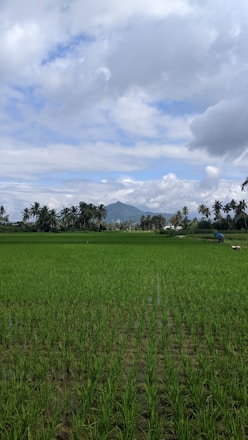 Lush green rice fields stretch across the landscape with rows of young rice plants. Towering palm trees surround the fields in the background, and a distant mountain peaks through the lightly clouded sky. A person is working in the field, accompanied by a white livestock animal.