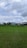 Lush green rice fields stretch across the landscape with rows of young rice plants. Towering palm trees surround the fields in the background, and a distant mountain peaks through the lightly clouded sky. A person is working in the field, accompanied by a white livestock animal.