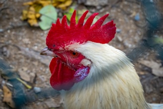 A close-up of a rooster with a vivid red comb and wattles is prominently featured. The rooster has a white body and smooth feathers. The background is slightly blurred, with earthy tones and a few scattered green and yellow leaves visible.