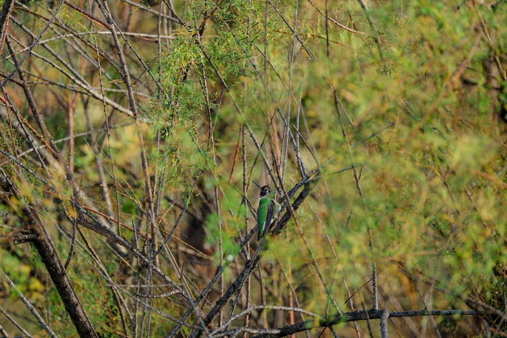 a small green bird perched on a tree branch