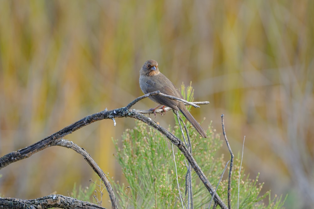 a bird sitting on a branch in a field