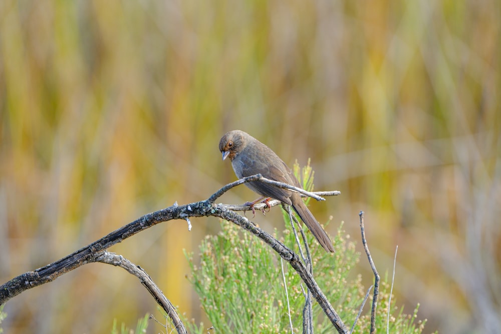 a bird perched on a branch in a field