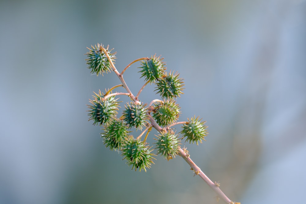 a close up of a plant with small leaves