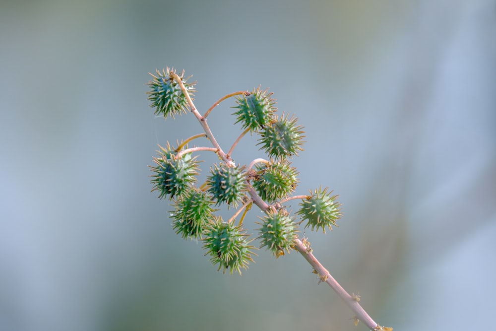 a close up of a plant with small leaves