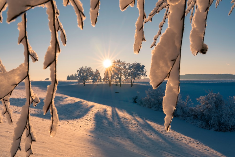 the sun is shining through the trees in the snow