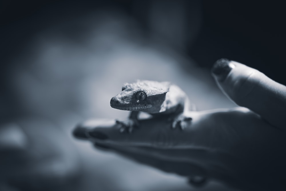 a small lizard sitting on top of a persons hand