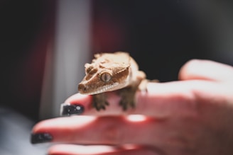A small gecko is perched on a person's fingers, displaying its textured skin and large eyes. The background is softly blurred, focusing attention on the lizard and the hand holding it.