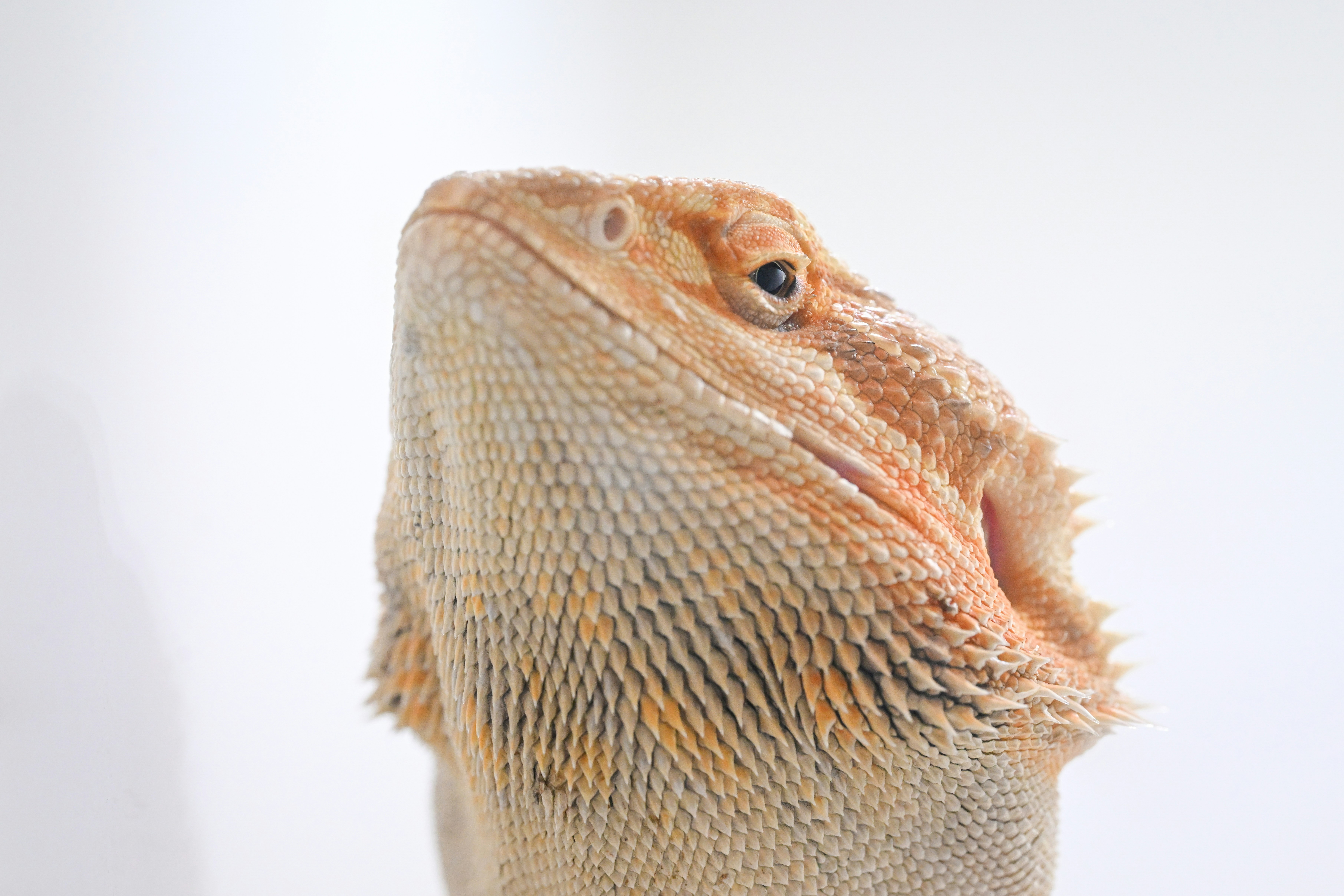 Photo by andreystrizhkov