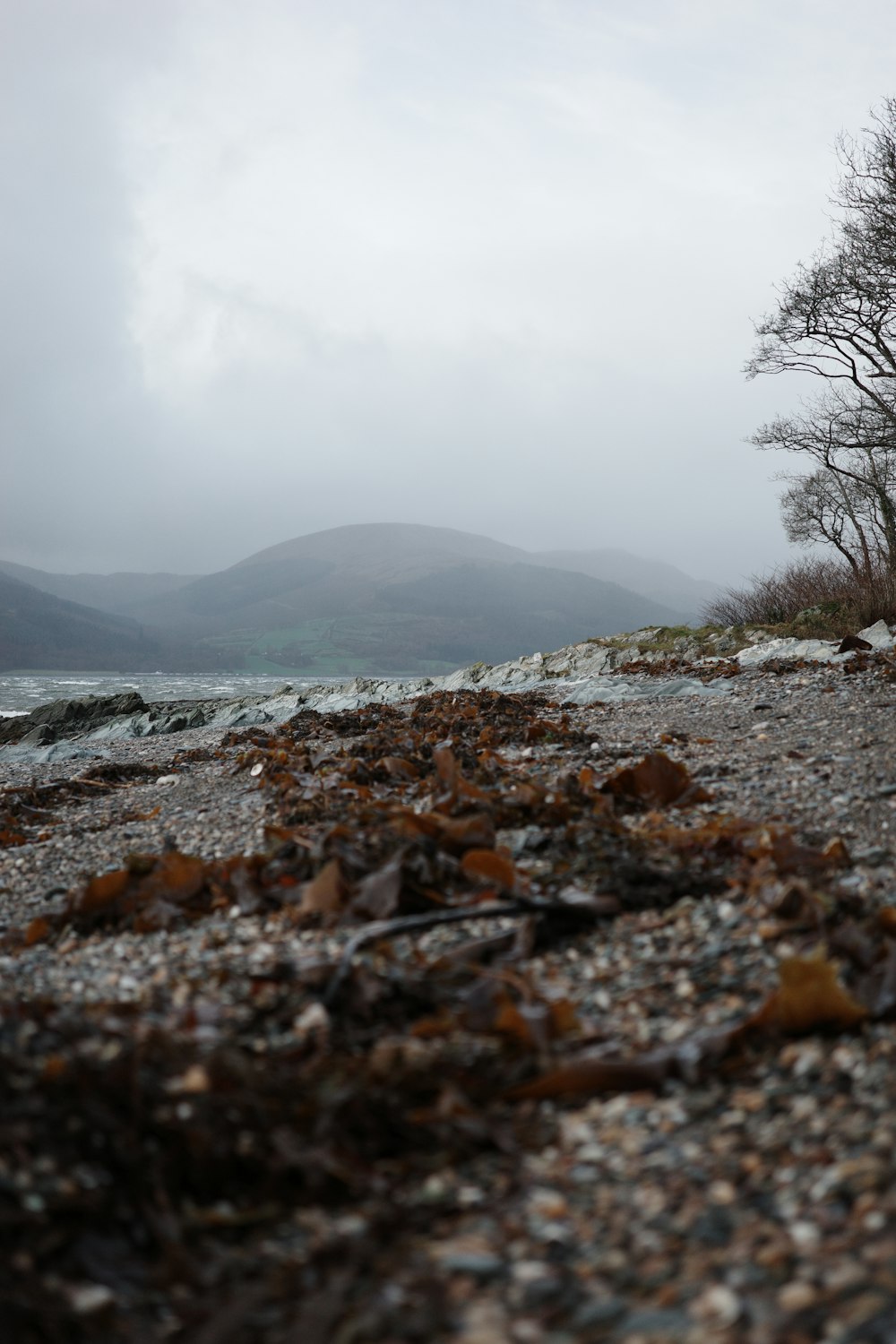 a rocky beach with trees and water in the background