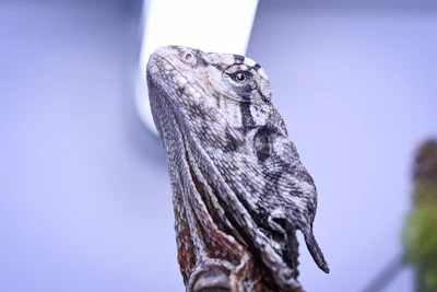 a close up of a lizard on a branch