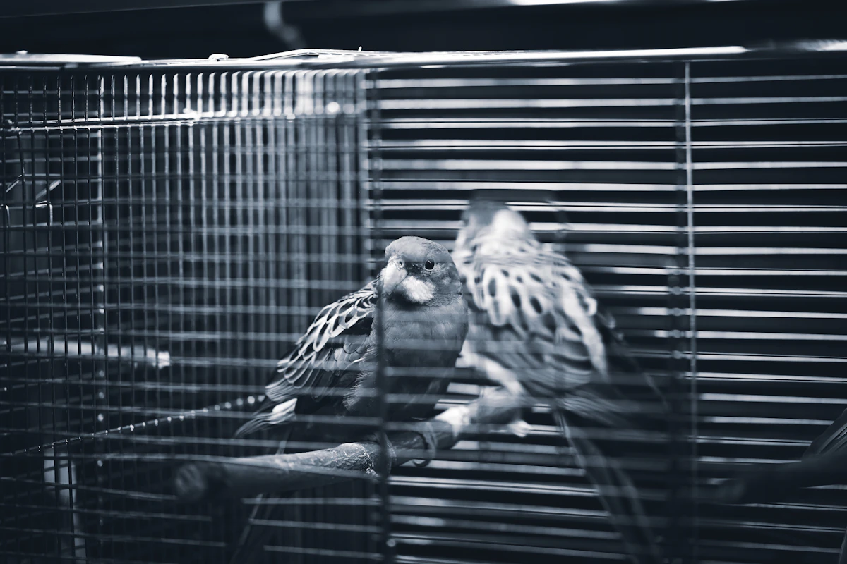 two parakeets are sitting in a cage together