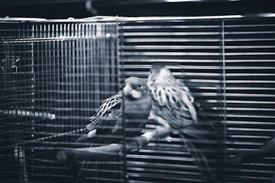two parakeets are sitting in a cage together