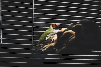 Veterinarian examining a colorful exotic bird in a bright clinic room.