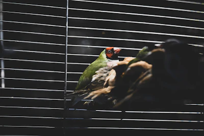 Veterinarian examining a colorful exotic bird in a bright clinic room.