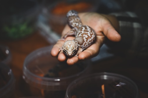 A breeder carefully handling a hatchling crested gecko in a cozy enclosure.