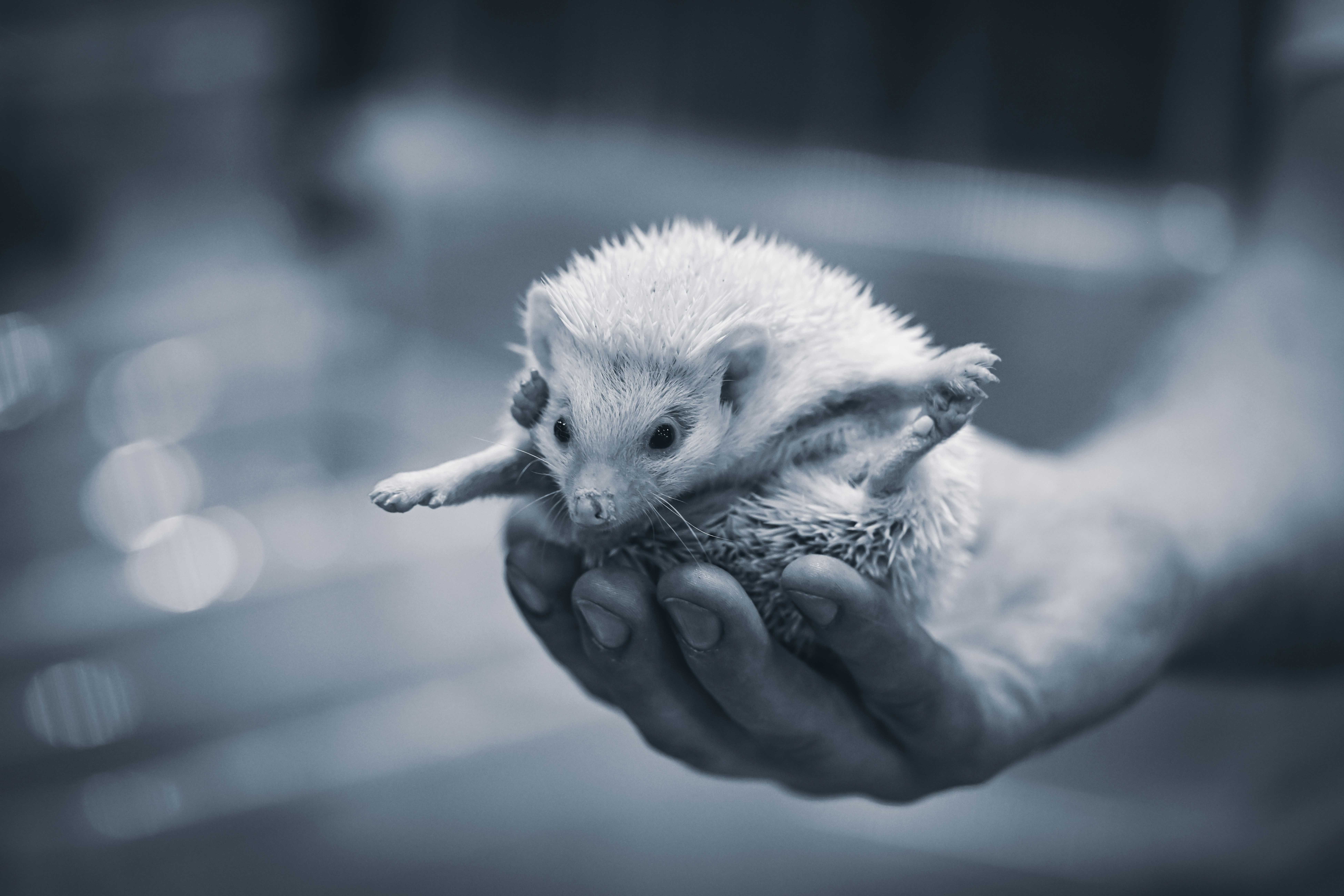 a person holding a small hedge in their hand