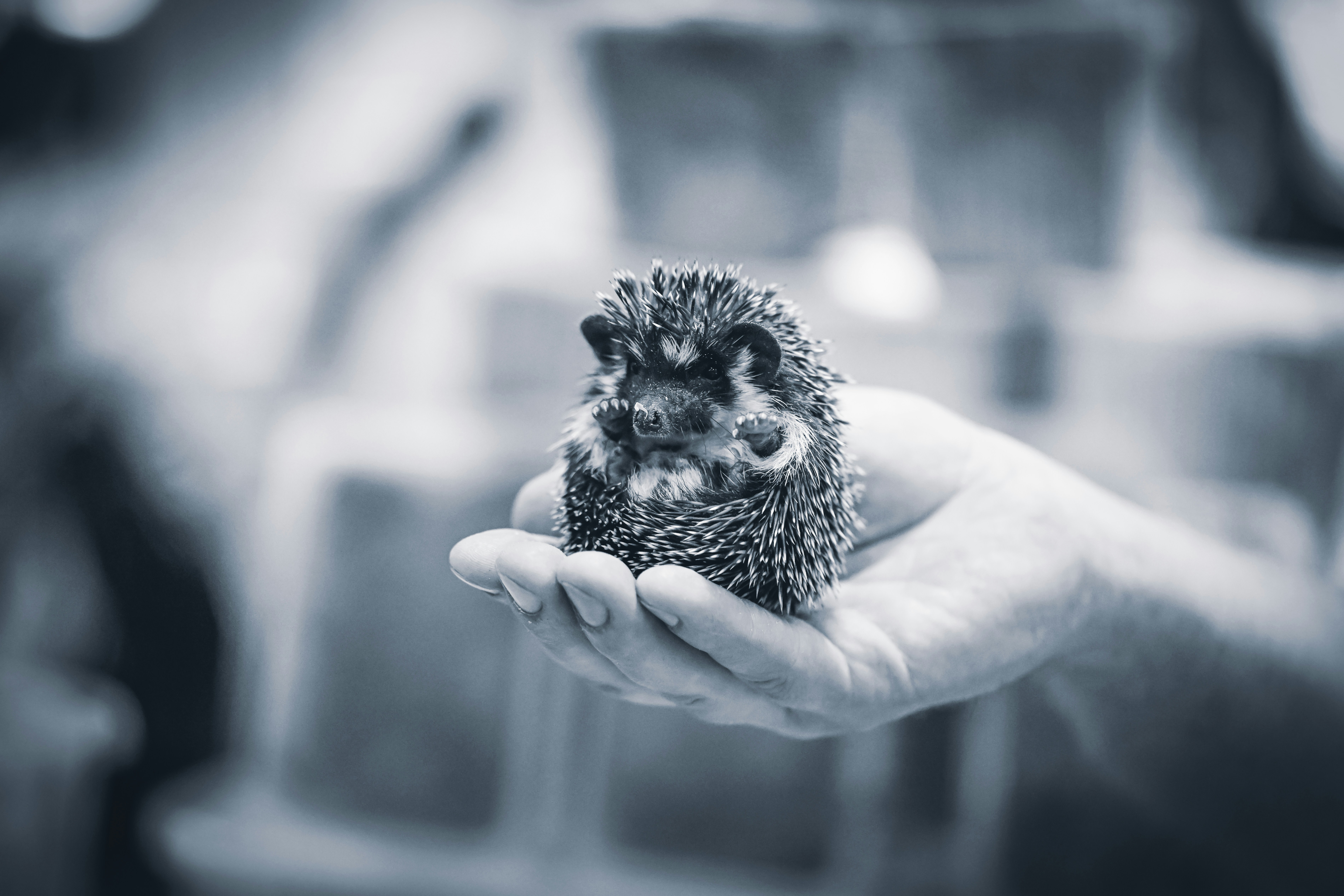 Veterinarian examining a hedgehog during a routine visit while comparing best exotic pet insurance options