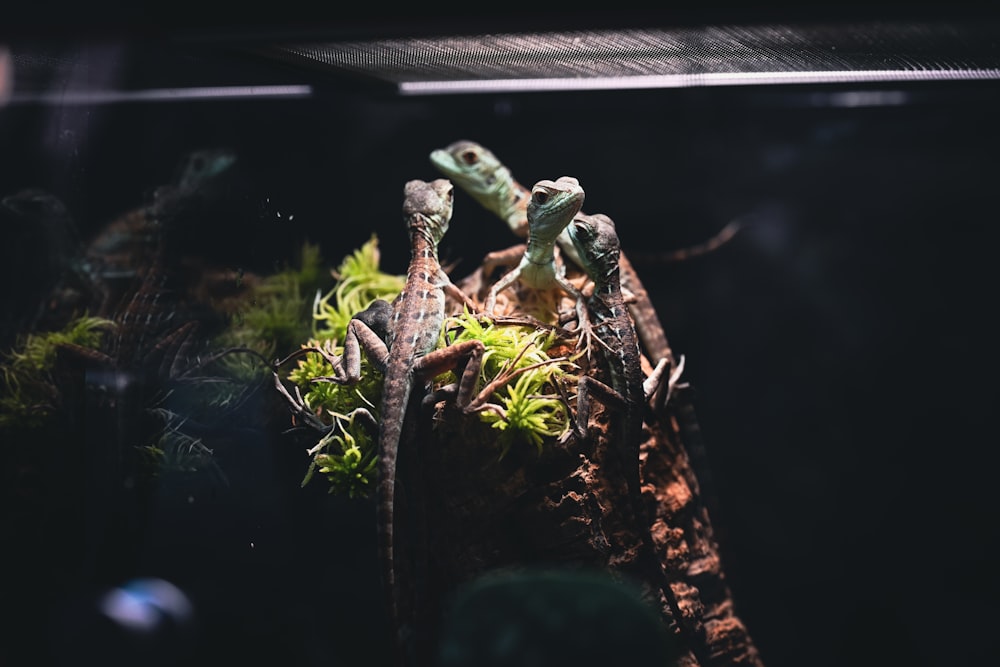 a group of lizards sitting on top of a plant