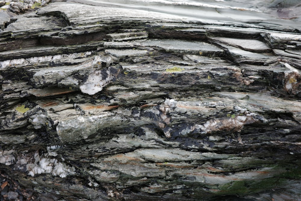 a close up of a tree trunk with moss growing on it