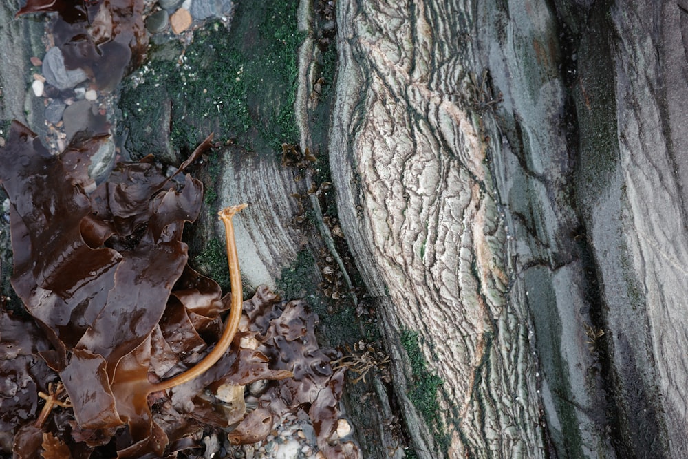 a close up of a tree trunk with leaves on it