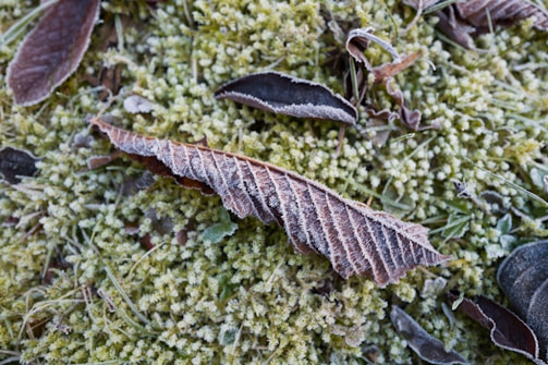 Close-up of frost-covered leaves resting on dark moss, highlighting delicate textures in muted tones.