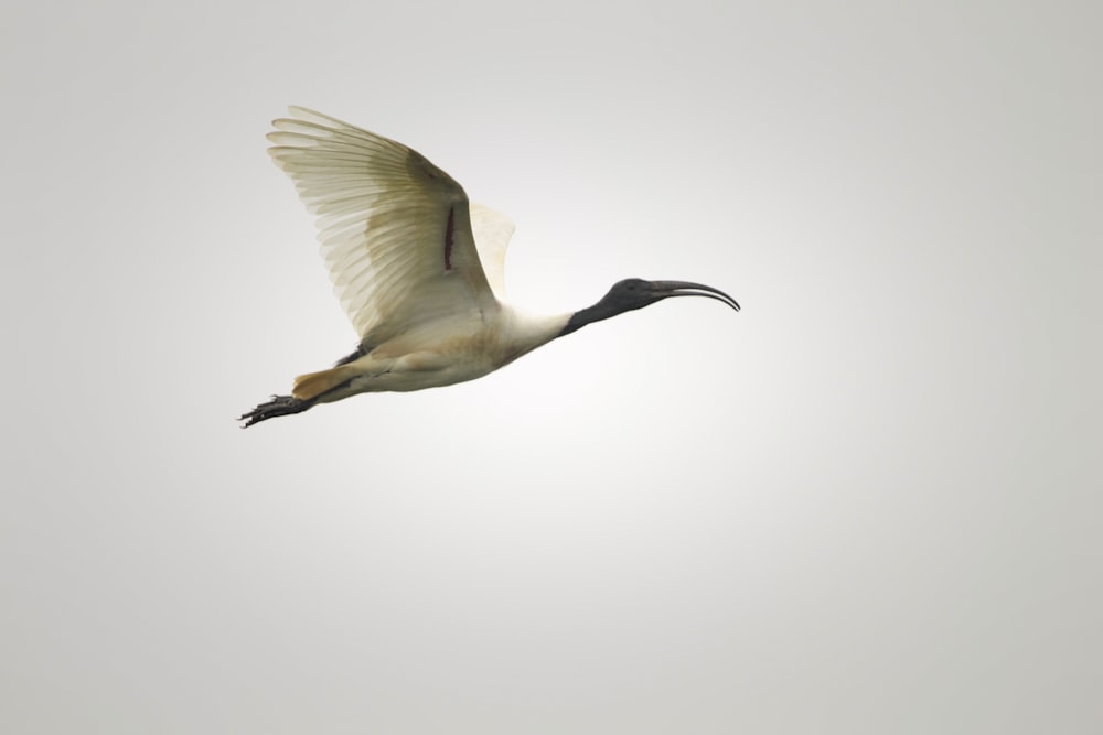 a large bird flying through a gray sky