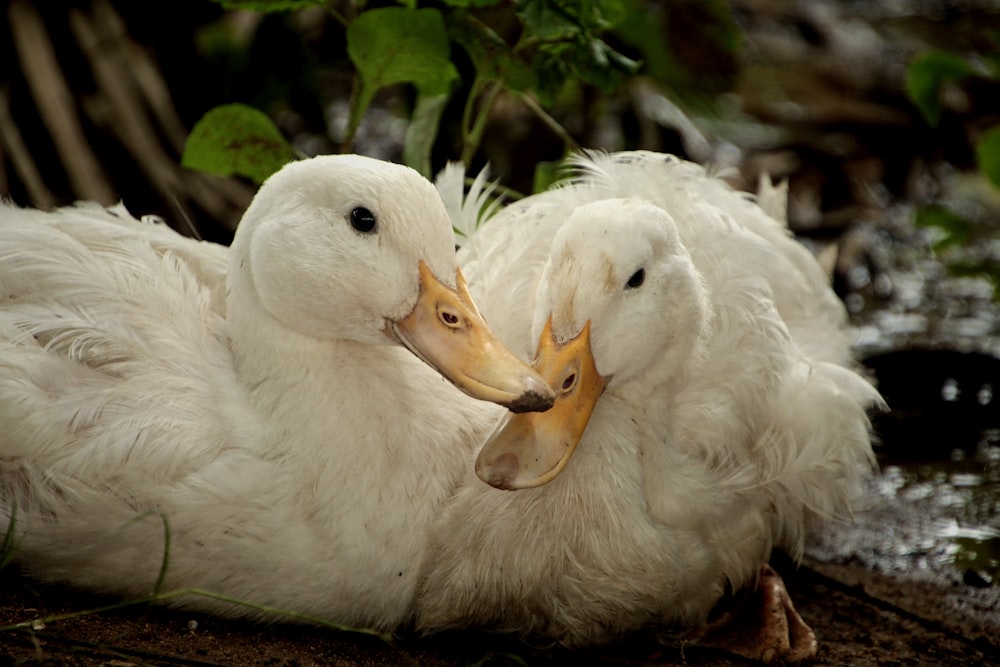 ein paar weiße Enten, die nebeneinander sitzen