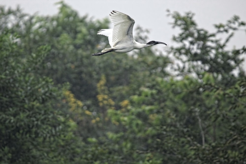 a white bird flying over a lush green forest