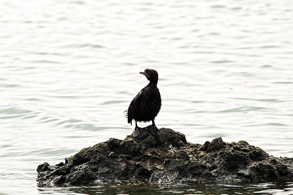 a bird is sitting on a rock in the water