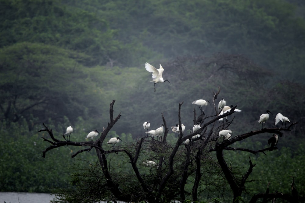 a flock of white birds sitting on top of a tree