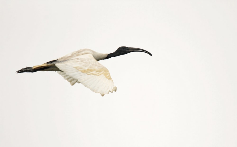 a white and black bird flying in the sky