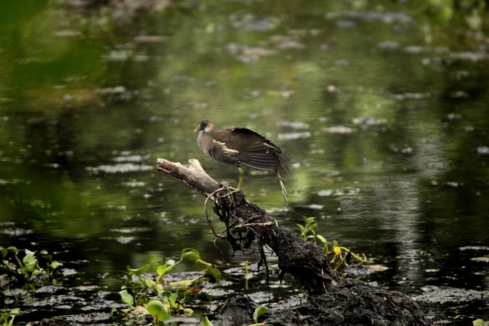 a bird is perched on a branch in the water