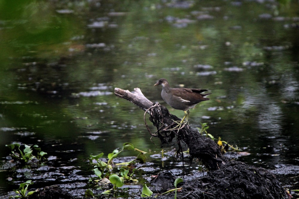 a couple of birds standing on top of a tree branch